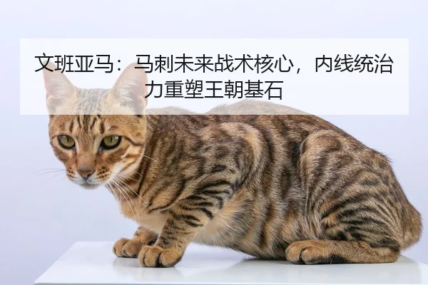 文班亚马：马刺未来战术核心，内线统治力重塑王朝基石